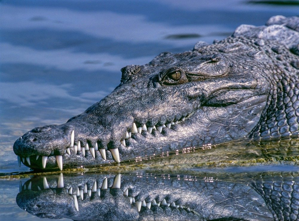 alligator-1851313_1280.jpg