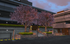 Cherry Blossoms Blooming @ LSPD